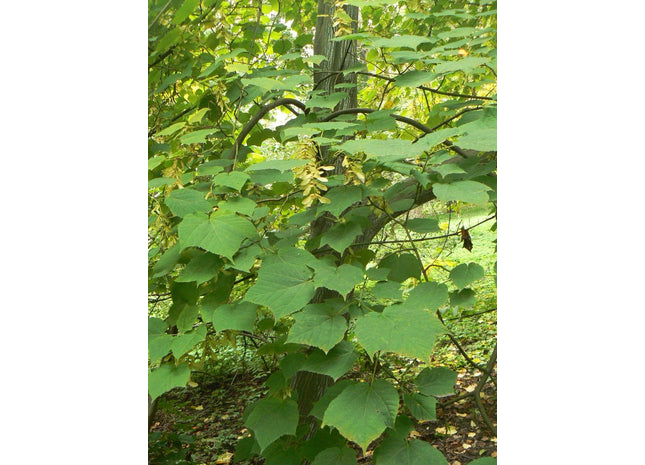 'Yusen' Manchurian Snakebark Maple Seed