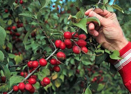 'Hudson Bay' American Plum Seed