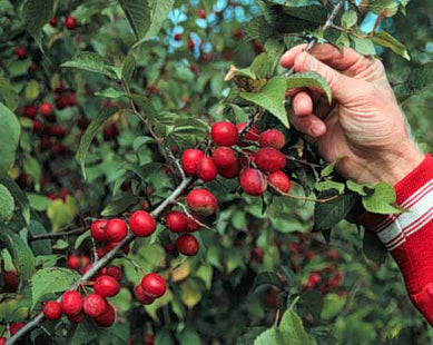 'Hudson Bay' American Plum Seed
