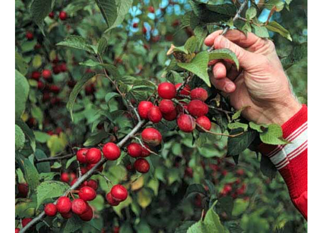 'Hudson Bay' American Plum Seed