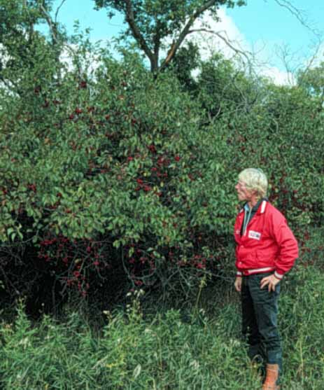 cherry plum seed planting Hudson Bay' American Plum Seed – GreenTree Agroforestry Solutions