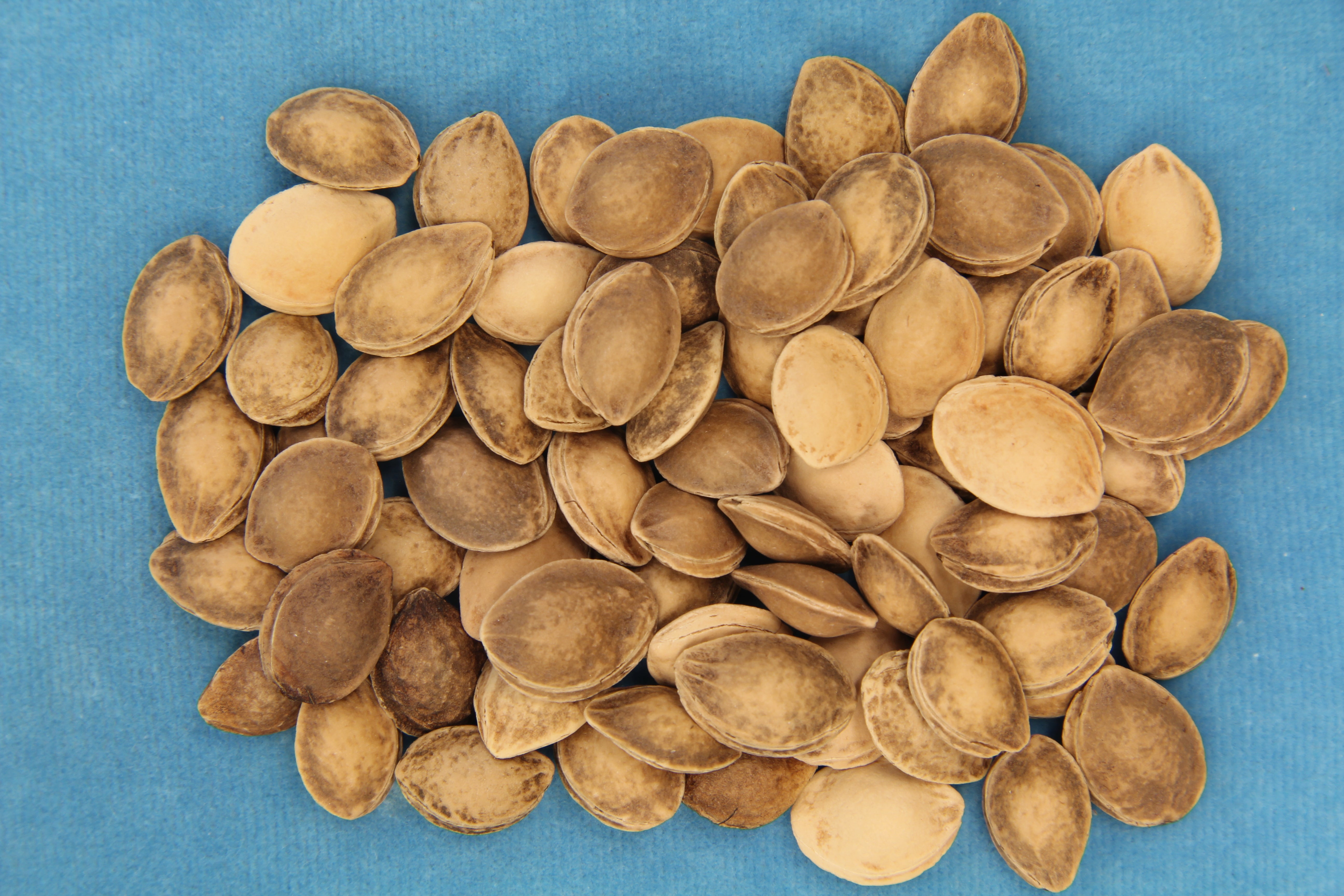 plant plum seeds Hudson Bay' American Plum Seed – GreenTree Agroforestry Solutions