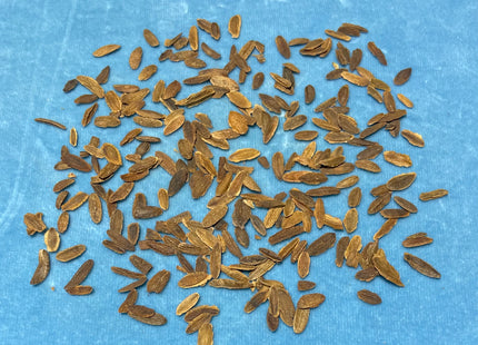'Kai-Fu' Amur Tree Lilac Seed