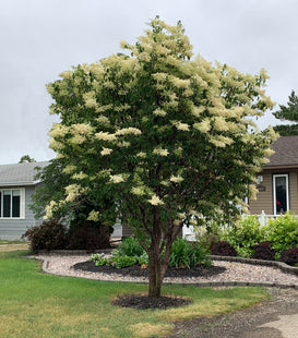 'Kai-Fu' Amur Tree Lilac Seed