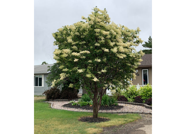 'Kai-Fu' Amur Tree Lilac Seed