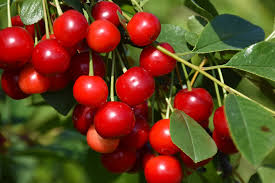 Sour Cherry Seed