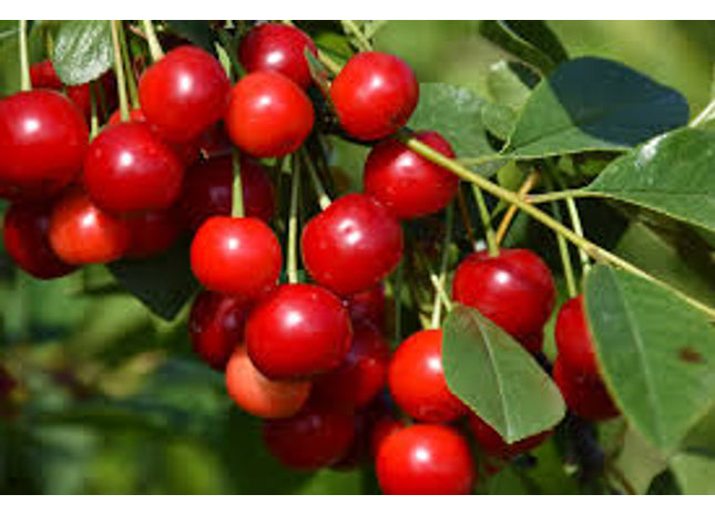 Sour Cherry Seed
