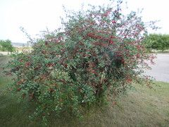 Sour Cherry Seed