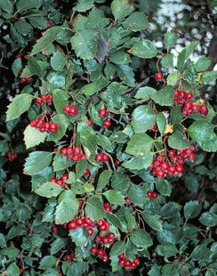 Round-Leaved Hawthorn Seed