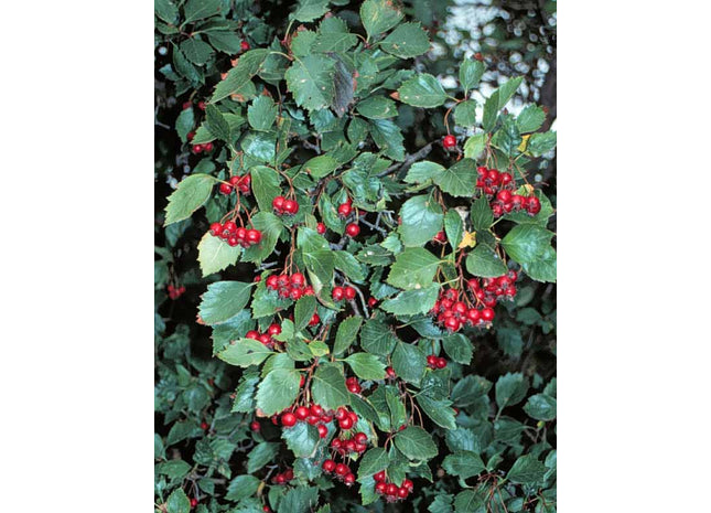 Round-Leaved Hawthorn Seed