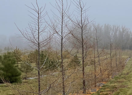 Dahurain larch growing near Indian Head Saskatchewan Canada
