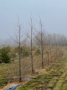 Dahurain larch growing near Indian Head Saskatchewan Canada