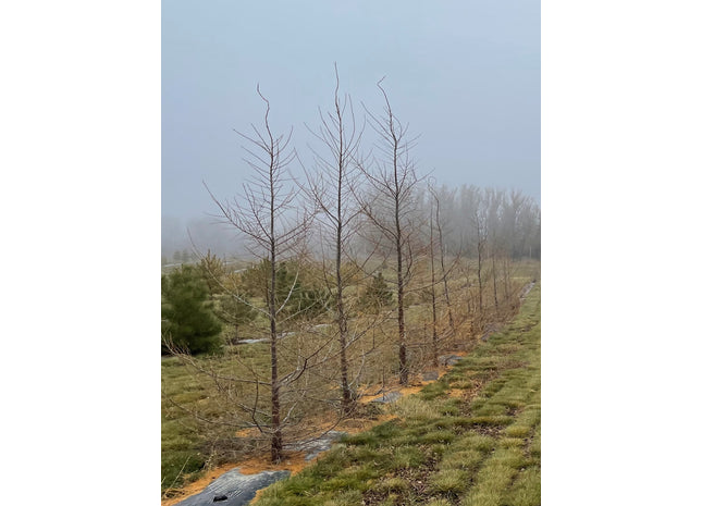 Dahurain larch growing near Indian Head Saskatchewan Canada