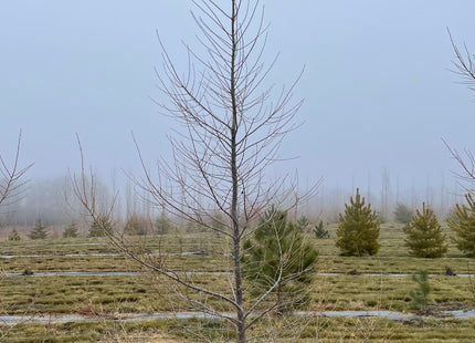 Dahurian Larch Seed
