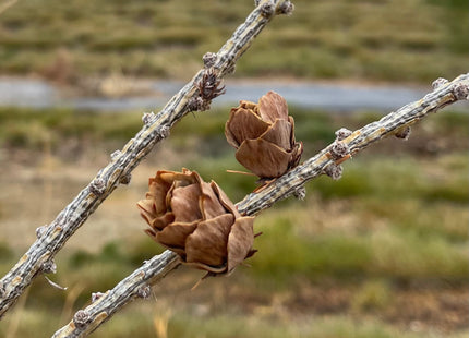 Dahurian Larch Seed