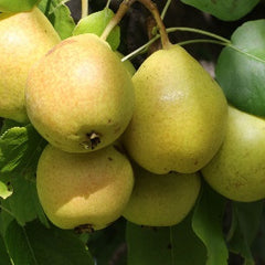 Deciduous Trees and Shrub Seeds