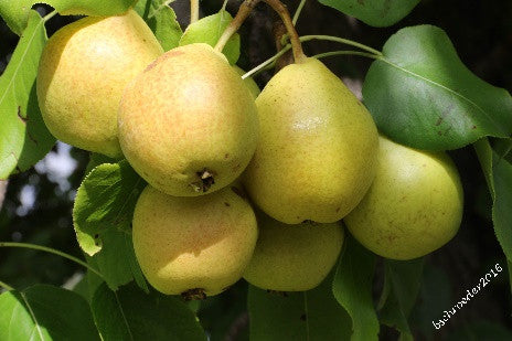 'George Kennedy' Ussurian Pear Seed