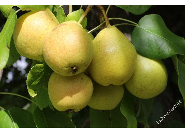 'George Kennedy' Ussurian Pear Seed