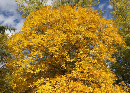 'Plains' Green Ash Seed