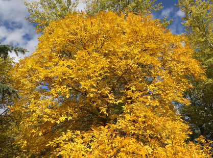 'Plains' Green Ash Seed