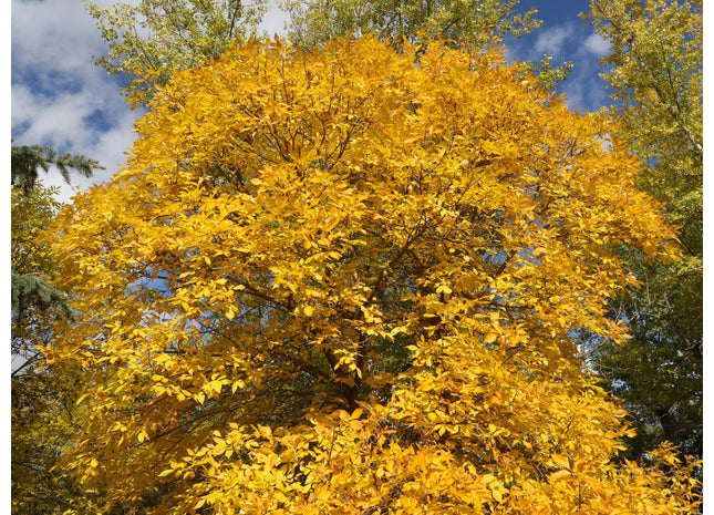 'Plains' Green Ash Seed