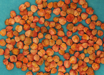 Highbush Cranberry Seed