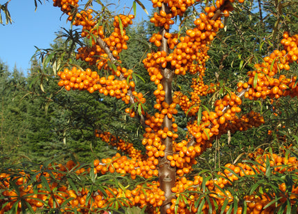 'Indian-Summer' Seabuckthorn Seed