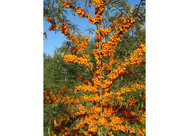 'Indian-Summer' Seabuckthorn Seed