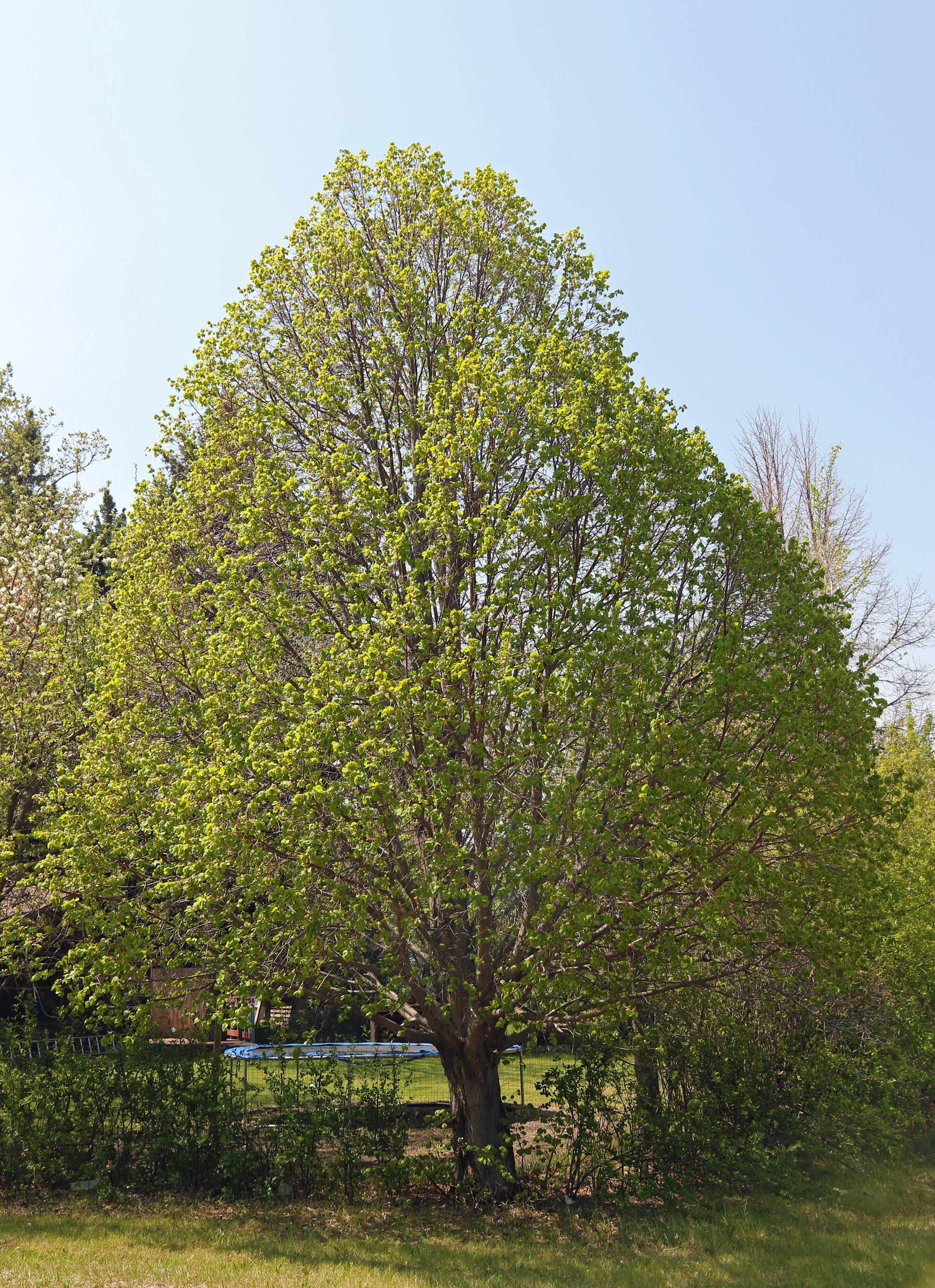 Tree: Little Leaf Linden – RUFF