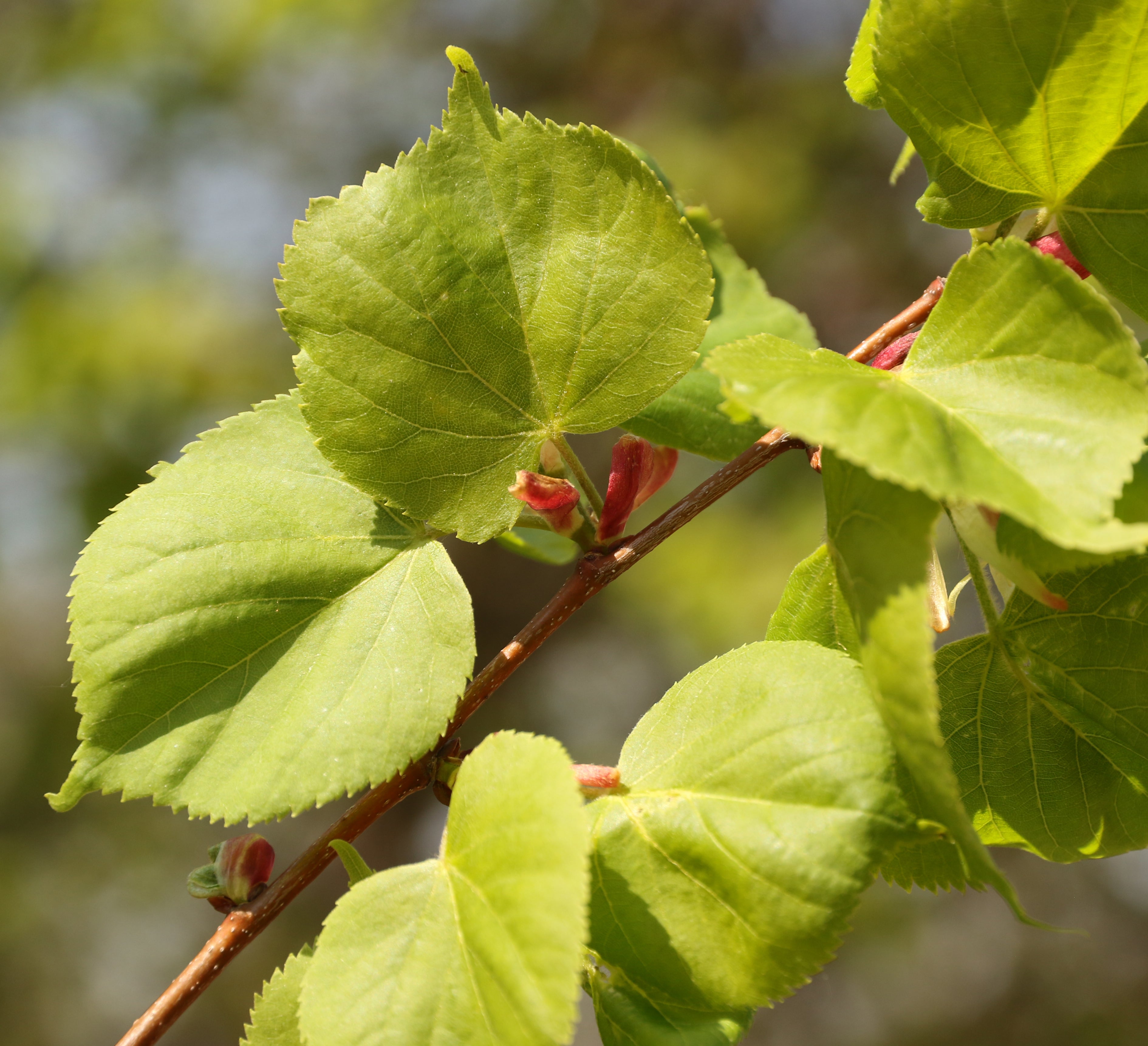 Tree: Little Leaf Linden – RUFF