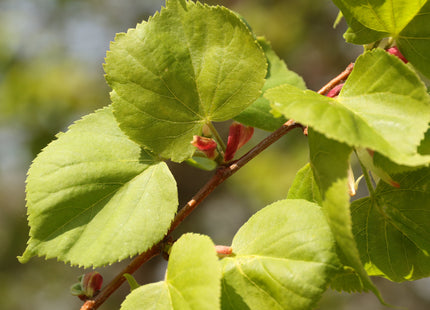 LittleLeaf Linden Seed