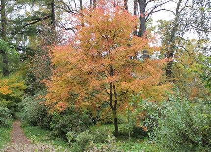 'Maeorshan' Manchurian Maple Seed