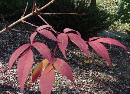 'Maeorshan' Manchurian Maple Seed