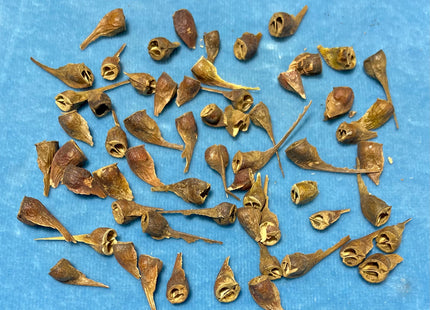 'Maeorshan' Manchurian Maple Seed