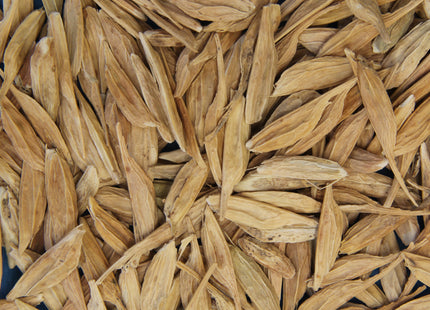 'MacDonald' Manitoba Maple Seed