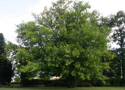 'MacDonald' Manitoba Maple Seed