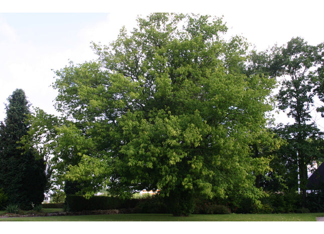 'MacDonald' Manitoba Maple Seed