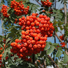 Mountain Ash