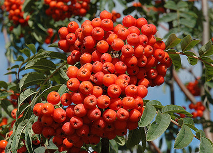 'Mitchell' European Mountain Ash Seed