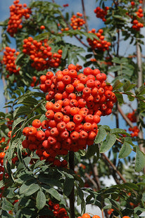 'Mitchell' European Mountain Ash Seed