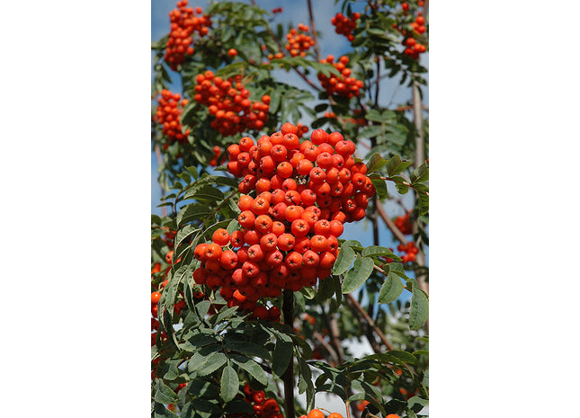 'Mitchell' European Mountain Ash Seed