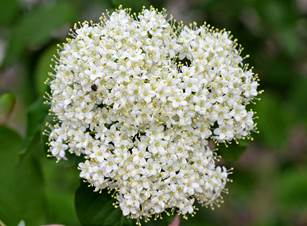'Reay' Nannyberry Seed