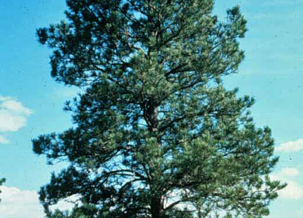 'Peterson' Ponderosa Pine Seed