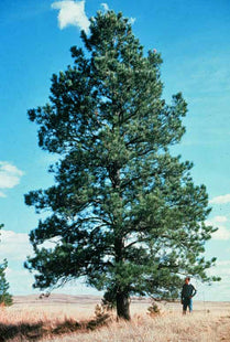 'Peterson' Ponderosa Pine Seed