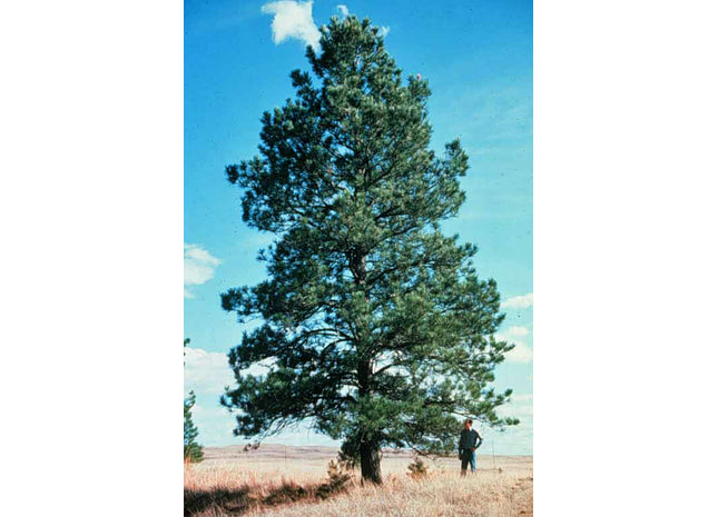 'Peterson' Ponderosa Pine Seed