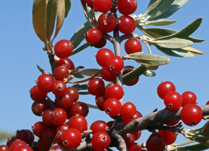 'Ralph Dunlop' Silver Buffaloberry Seed