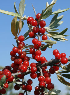 'Ralph Dunlop' Silver Buffaloberry Seed