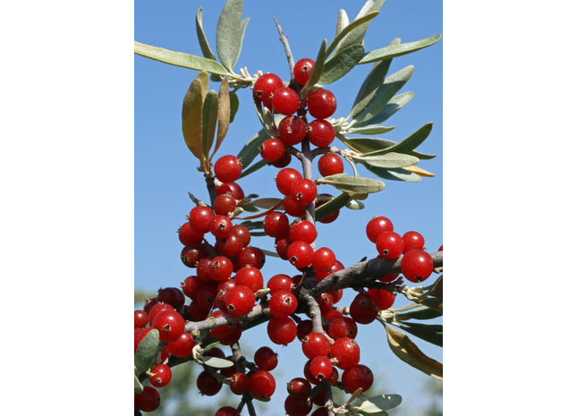 'Ralph Dunlop' Silver Buffaloberry Seed
