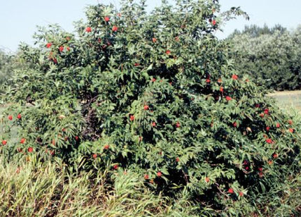 'Guiton' Red Elder Seed