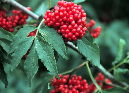 'Guiton' Red Elder Seed
